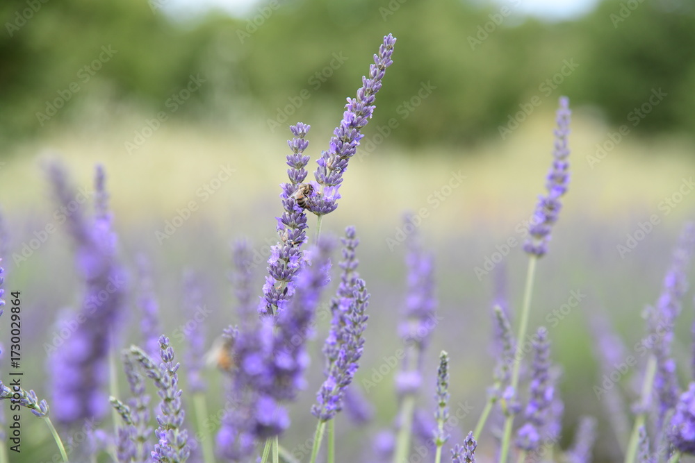 Fototapeta premium Champs de lavandes de Valensole à l'été juste avant la récolte. 