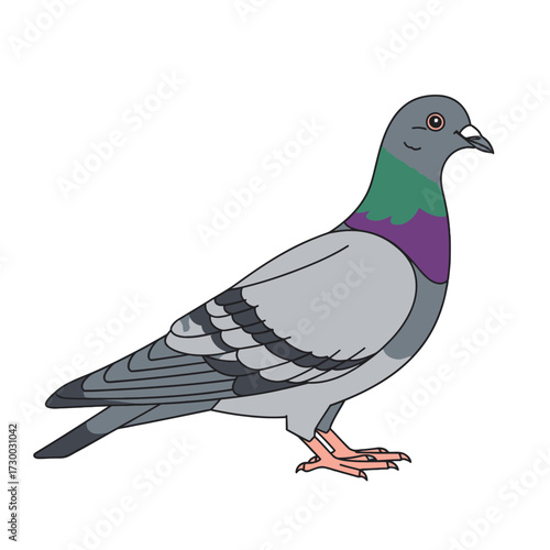 A detailed illustration of a common pigeon bird standing.