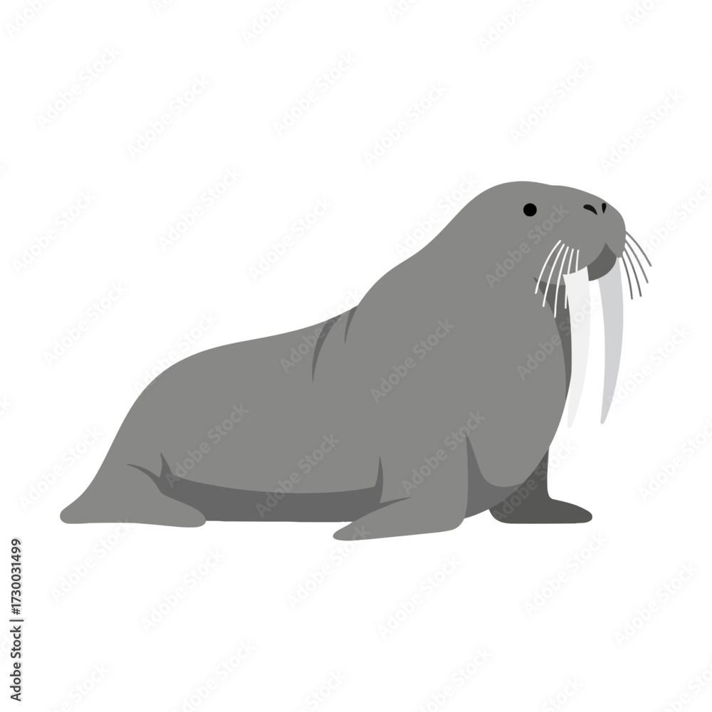 Fototapeta premium Walrus isolated on a white background.