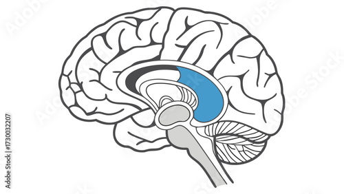 Brain Cross Section Vector – Educational Medical Illustration