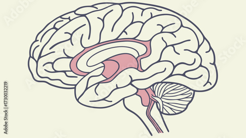 Human Brain Anatomy Vector – Medical Neuroscience Illustration