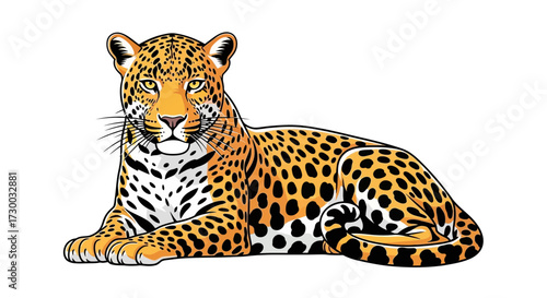 A jaguar lying down facing forward with a white background.