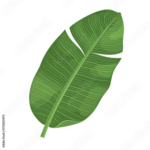 Single green banana leaf isolated on a white background.