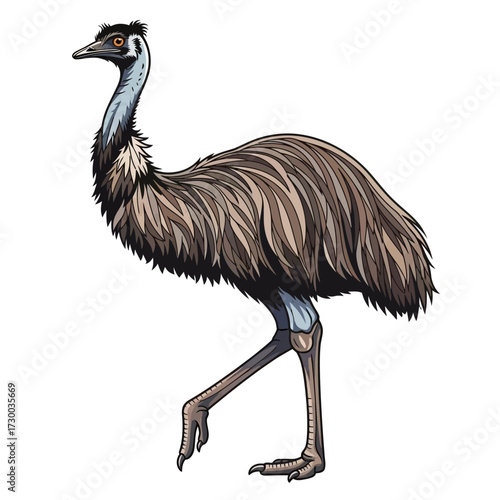 Emu bird with brown feathers and long neck walking on white background.