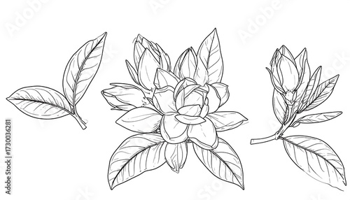 Botanical drawing of gardenia flowers and leaves.  Detailed line art