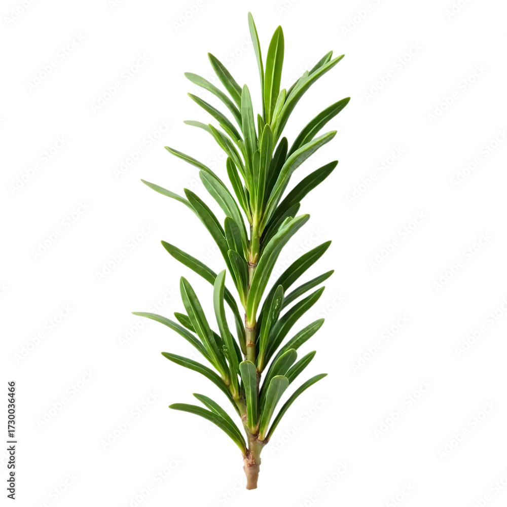 Fototapeta premium Fresh rosemary isolated on transparent background