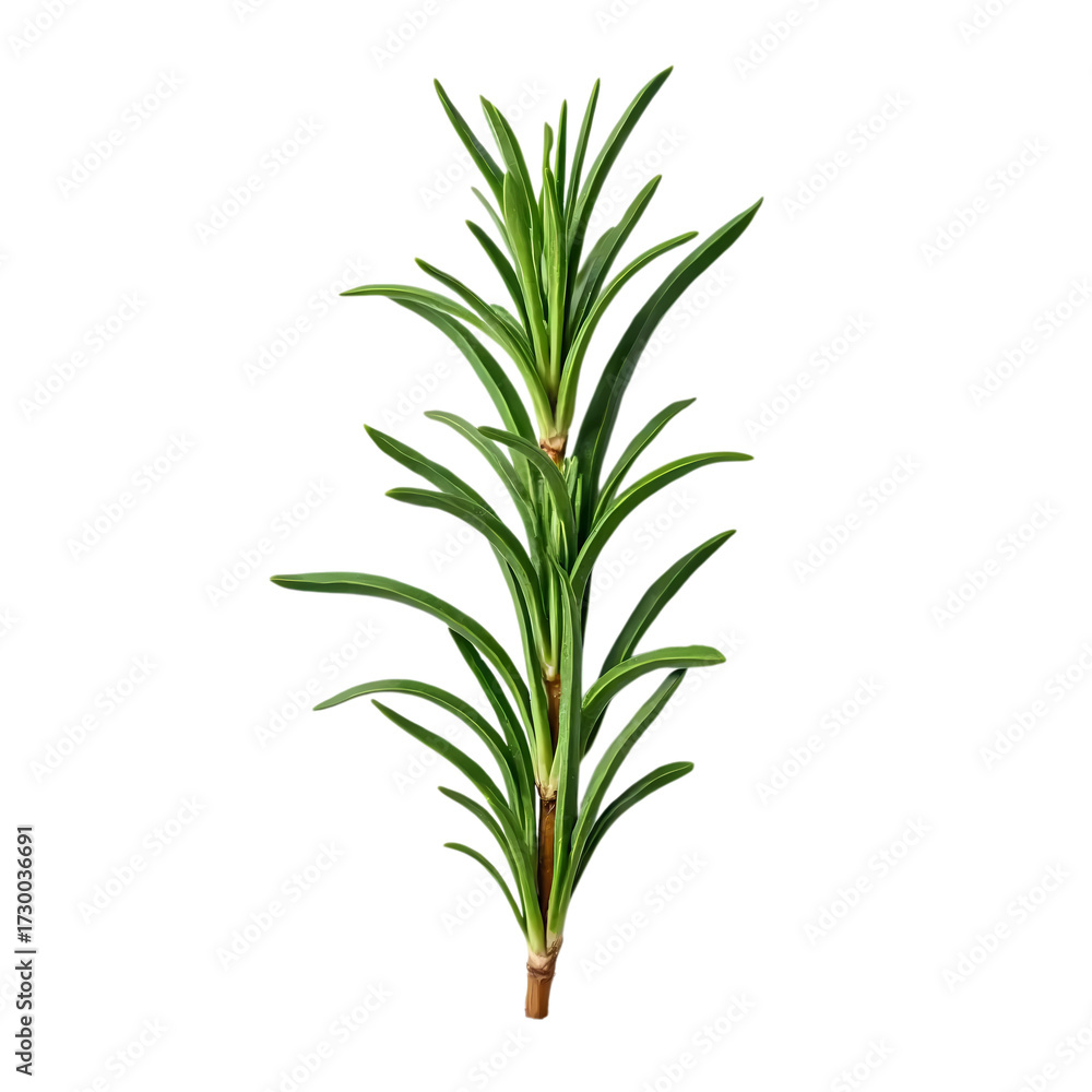 Obraz premium Fresh rosemary isolated on transparent background