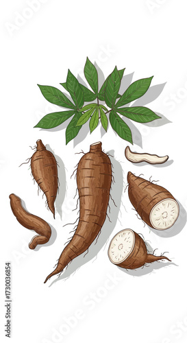 Cassava roots and leaves isolated on white background food ingredient illustration.