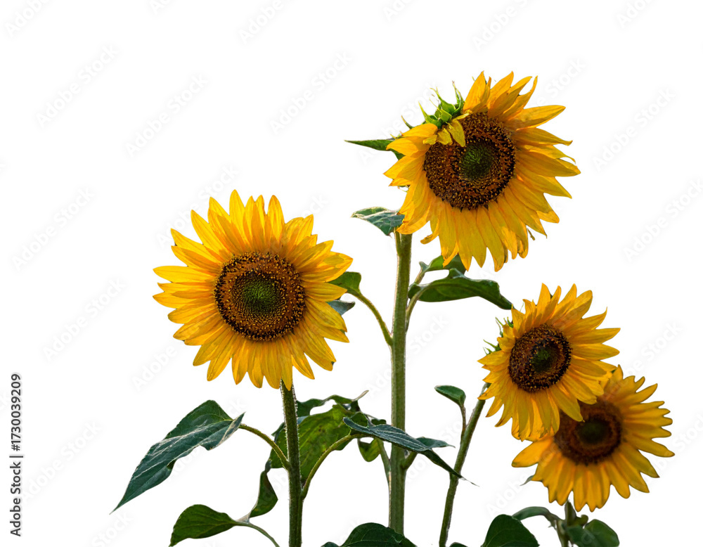 Obraz premium sunflowers in the garden 