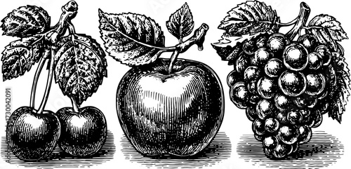 Vintage fruit illustration featuring cherry, apple, and grape. Detailed black and white vector set with organic elements.