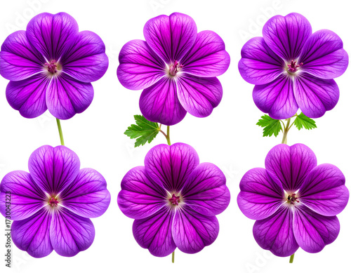 Set of Single vivid purple geranium bloom centered and on transparent png background.