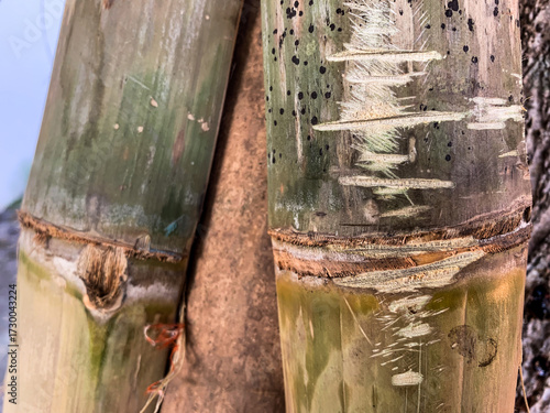 Textured surface of two thick bamboo stalks with visible nodes and scratches, showing natural tropical plant pattern and subtle green and brown colors
