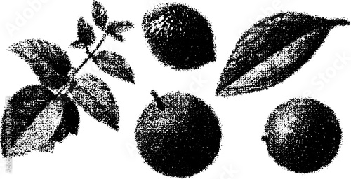Black citrus fruit and leaf vector illustration. Simple design depicting botanical elements in a monochrome style, forming a cohesive set.