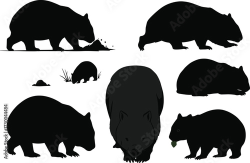 Collection of black wombat silhouettes in various walking eating digging sitting poses isolated vector illustration Australian wildlife marsupial animal design graphic