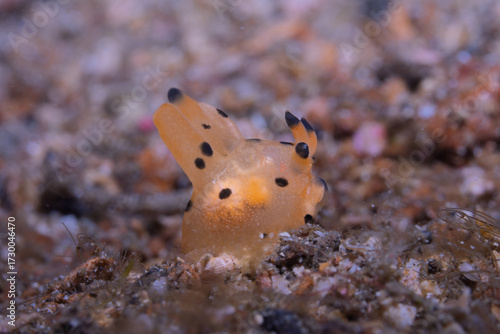 Pikachu Nudibranch (Thecacera pacifica), Lembeh Indonesia