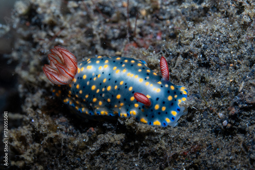 Painted Hypselodoris Hypselodoris infucata, Lembeh Indonesia