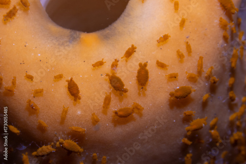 Sponge Isopods, Genus Santia, Lembeh Indonesia