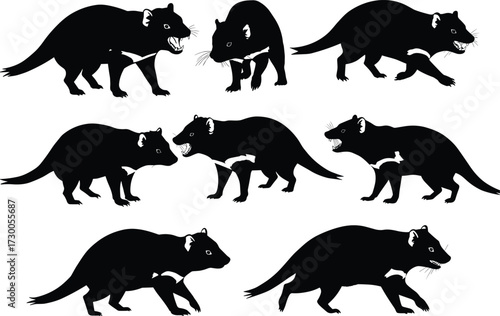 Silhouette collection of Tasmanian devil animals in various poses walking roaring hunting black vector illustration wildlife marsupial design isolated on white background