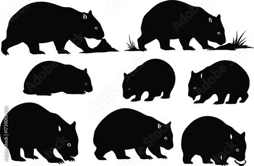 Silhouette collection of wombat animals in various poses grazing walking eating black vector illustration wildlife marsupial design isolated on white background