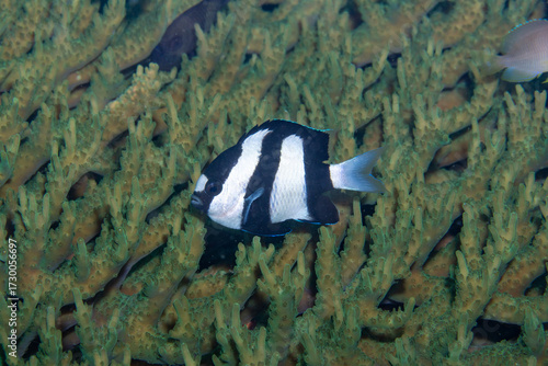Common Humbug Dascyllus aruanus, Lembeh Indonesia