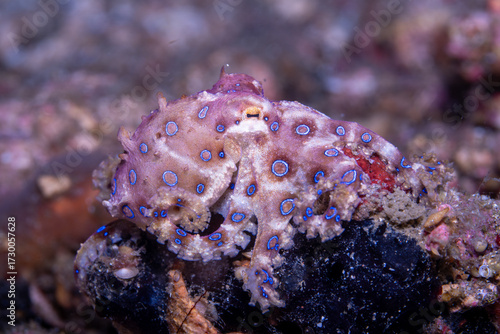Blue-ringed octopus Hapalochlaena lunulata, Lembeh Indonesia