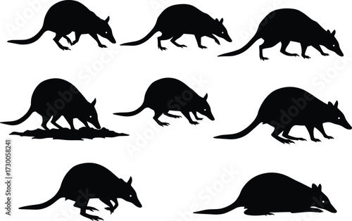 Silhouette vector illustration of bandicoot marsupial animals in various poses digging walking sniffing Australian wildlife black design isolated on white background