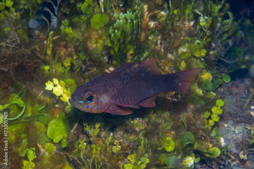 Yelloweyed Cardinalfish Ostorhinchus monospilus, Lembeh Indonesia