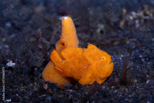 Painted frogfish Antennarius pictus, Lembeh Indonesia