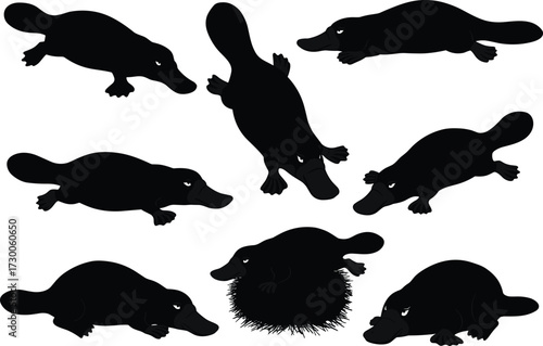 Silhouette vector illustration of platypus animals in different poses swimming walking resting black Australian wildlife design isolated on white background for decoration