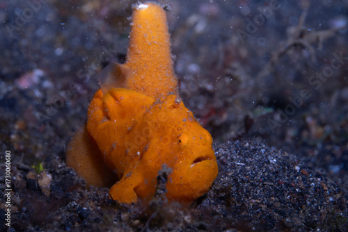 Painted frogfish Antennarius pictus, Lembeh Indonesia