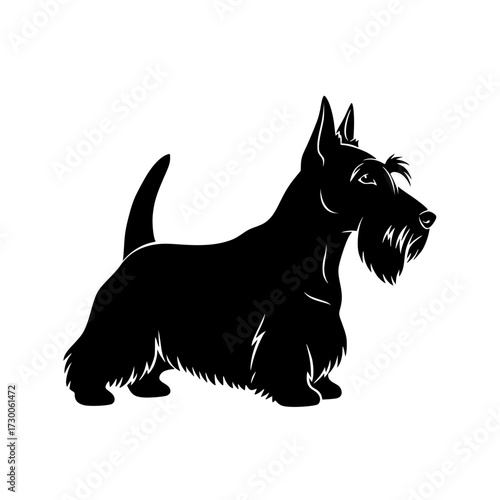 Vector art of silhouette of a scottish terrier, showcasing its distinctive beard, eyebrows, and sturdy build, capturing the breeds iconic and dignified appearance