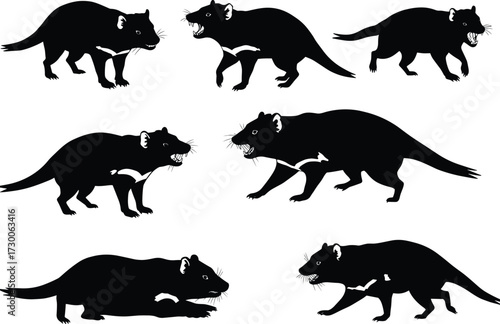 Silhouette vector illustration of Tasmanian devil marsupial animals in various aggressive and walking poses Australian wildlife black design isolated on white background