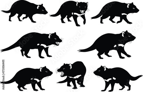 Silhouette vector illustration of Tasmanian devil marsupial animals showing aggressive roaring and walking poses Australian wildlife black design isolated on white background