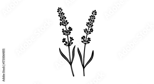 Vector art of two sprigs of lavender are depicted in a simple black and white illustration, showcasing the plants delicate flowers and slender stems in a minimalist style