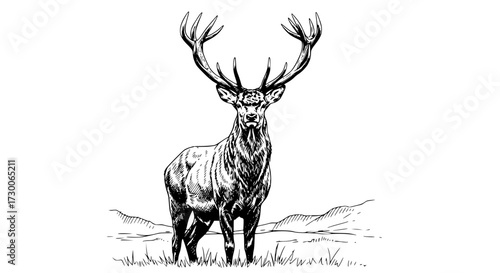 Vector art of a majestic deer stands tall in a detailed black and white illustration, its impressive antlers reaching towards the sky, the artwork captures its grace