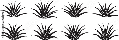 A set of Aloevera silhouette vector illustration