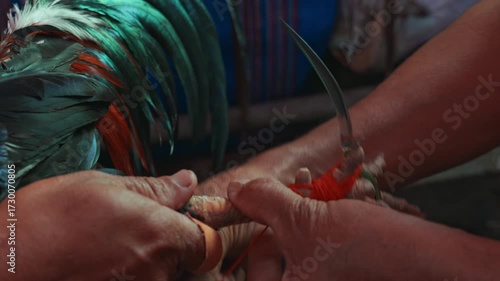 Cockfighting in Indonesia. Competitors tie sharp razors to the legs