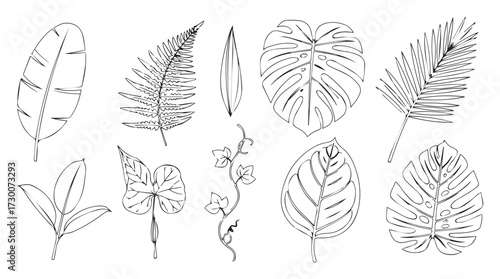 Collection of exotic tropical plant leaves hand drawn sketch botanical art realistic style vector
