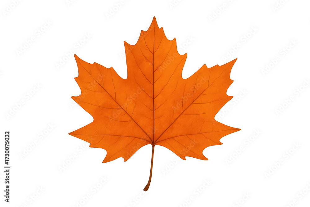 Obraz premium Orange maple leaf showing autumn colors on transparent background