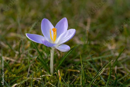 Einzelner Krokus auf der Wiese, Crocus