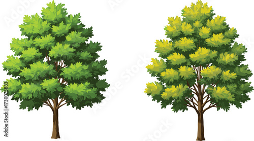 Deciduous tree foliage transition from summer to autumn, seasonal contrast, nature cycle, leaf color change, botanical vector illustration, environment concept