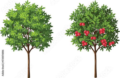 Fruit-bearing tree and non-fruiting tree side by side, showing foliage symmetry, red fruit contrast, and botanical clarity in illustration