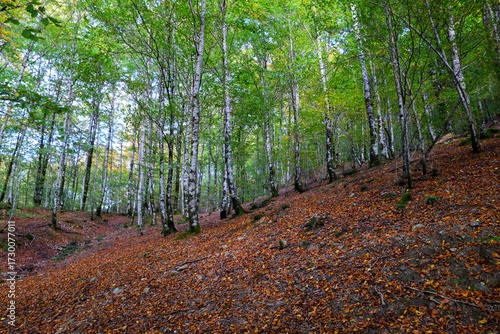 Ladera del bosque en otoño