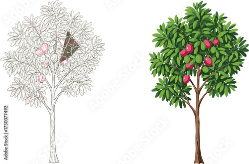 Fruit-bearing tree illustration showing grayscale sketch and full-color version side by side, highlighting artistic stages, botanical contrast, and nature diversity
