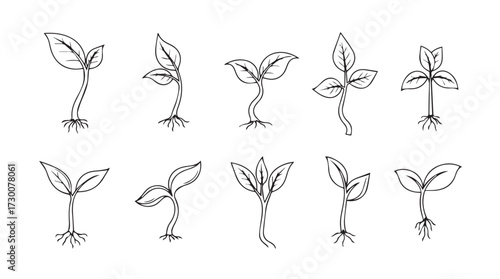Sketch seedling growth stages collection natural plant development botanical outline art vector