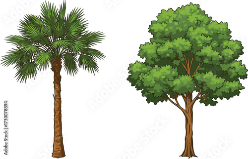 Palm tree and broadleaf deciduous tree side by side, showcasing foliage structure, species contrast, and botanical diversity in cartoon illustration