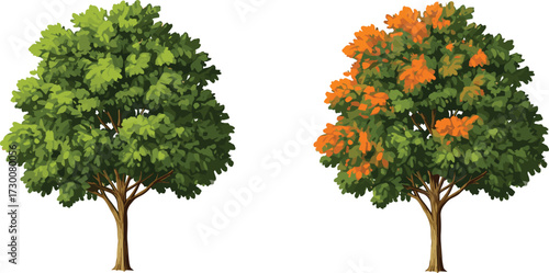 Seasonal tree foliage transition from summer to autumn, botanical contrast, nature cycle, deciduous leaf change, environmental concept, vector illustration design
