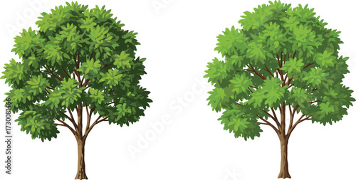 Tree canopy structure comparison with green foliage, leaf arrangement contrast, botanical anatomy, nature vector, environmental concept, deciduous illustration design
