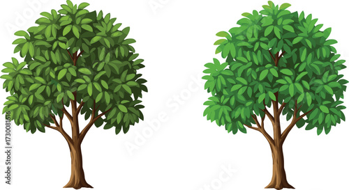 Tree foliage density and shading comparison, green leaf variation, botanical anatomy, nature vector, environmental concept, deciduous illustration, canopy structure design