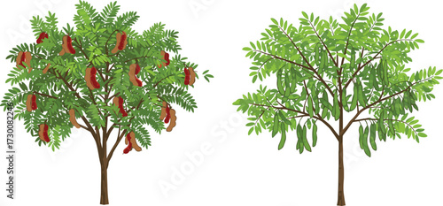 Tree pod color comparison with green and reddish pods, botanical anatomy, foliage variation, nature vector, environmental concept, deciduous illustration design